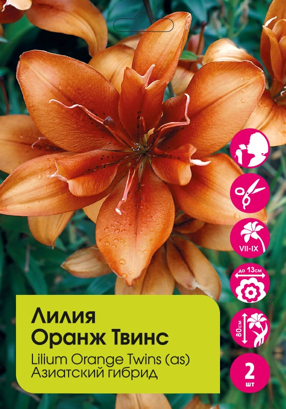 Лилия азиатская Orange Pixie