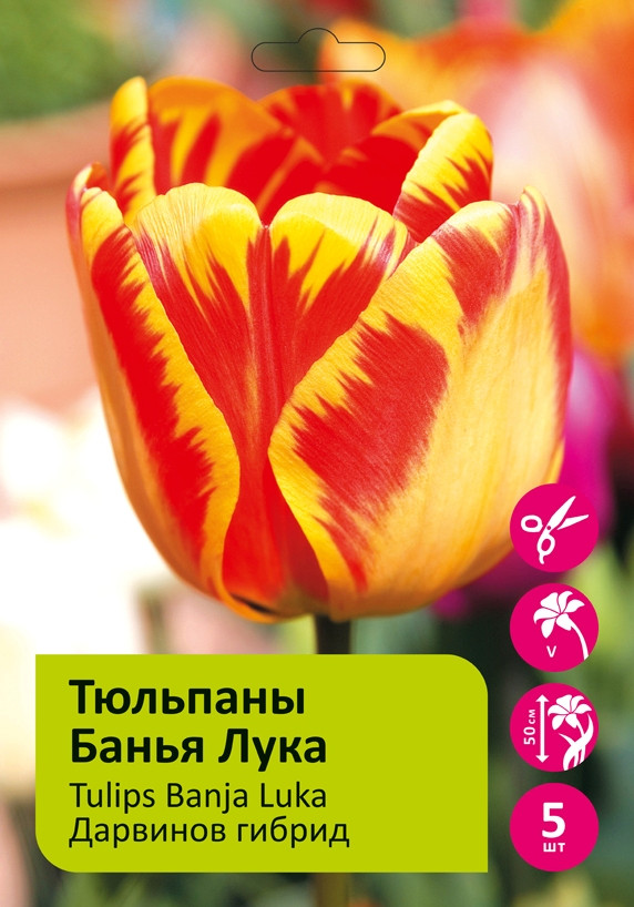 Тюльпан банья лука фото и описание