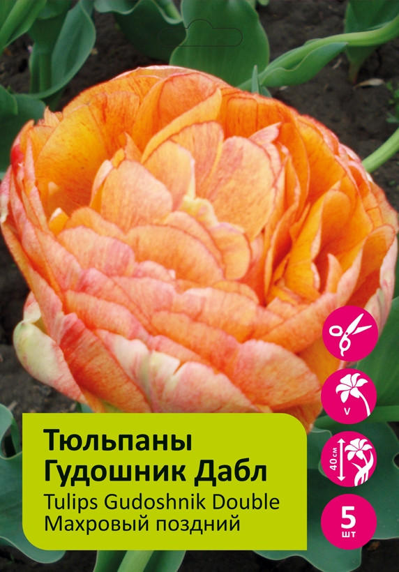 Тюльпан gudoshnik double фото и описание